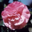 Irene Coker Pink